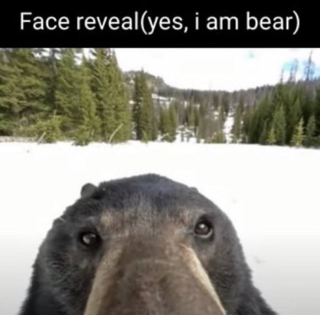 Face reveallyes, i am bear) - iFunny Brazil