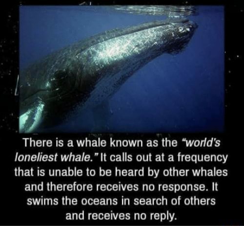The search for the loneliest whale in the world, Whales