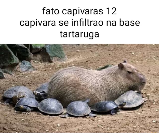 Capivara meme roblox em 2023  Fotos de capivara, Capivara, Capivaras