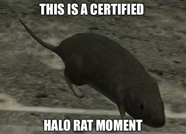 THIS IS A CERTIFIED HALO RAT MOMENT - iFunny Brazil