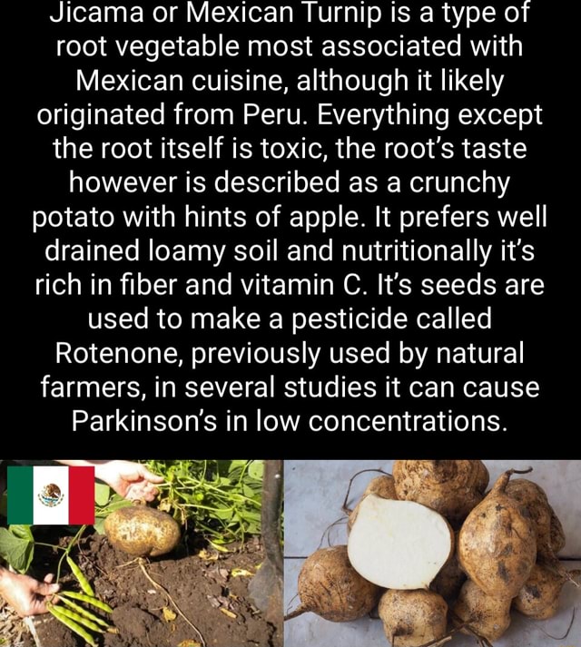 Jicama or Mexican Turnip is a type of root vegetable most associated