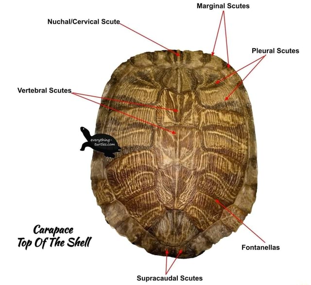 Marginal Scutes Pleural Scutes Scute Vertebral Scutes Carapace Top Of ...