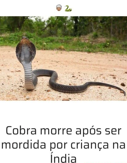 se eu jogar sal numa cobra , ela morre ? - Meme by Alpacaralho