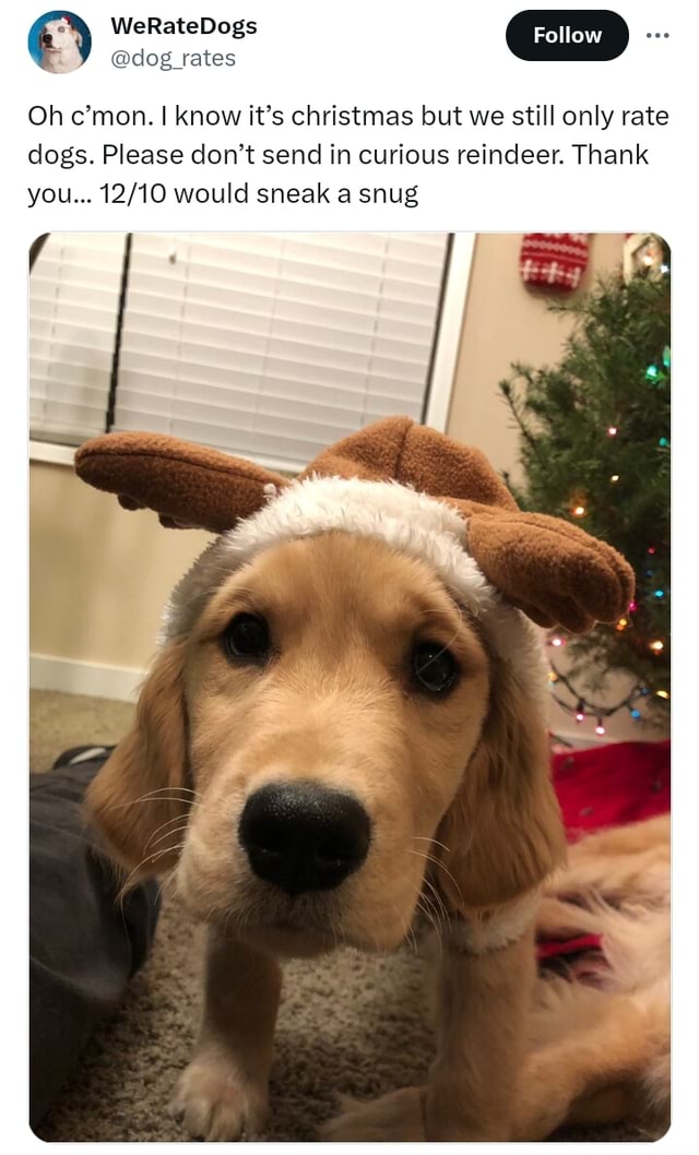 We rate 2024 dogs hat