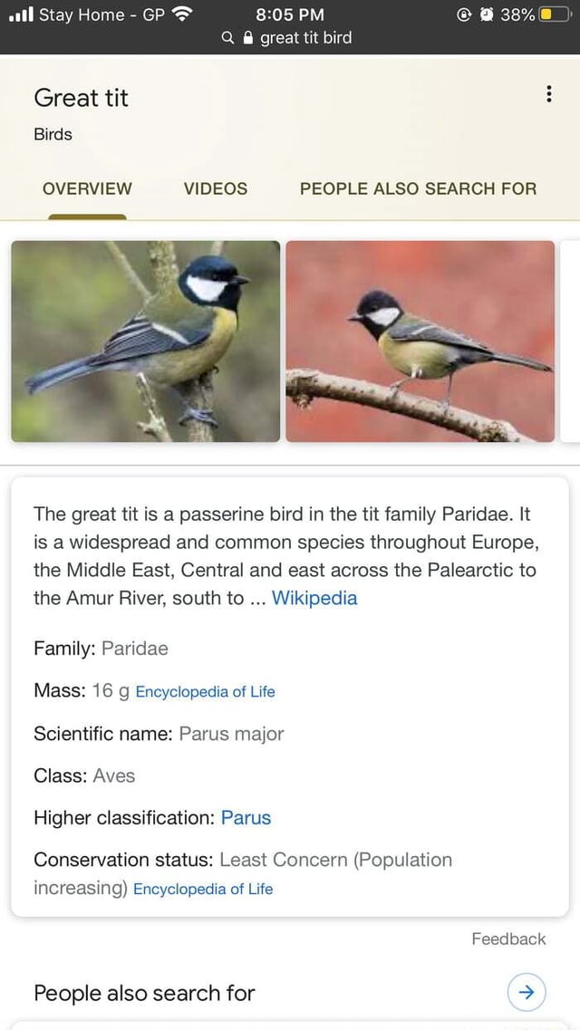 Great Tit - Parus Major, Is A Passerine Bird In The Tit Family