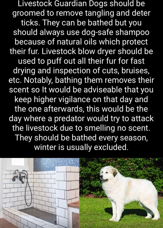 Livestock Guardian Dogs should be groomed to remove tangling and deter