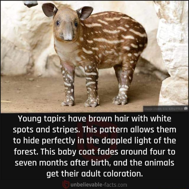 Young tapirs have brown hair with white spots and stripes. This pattern ...