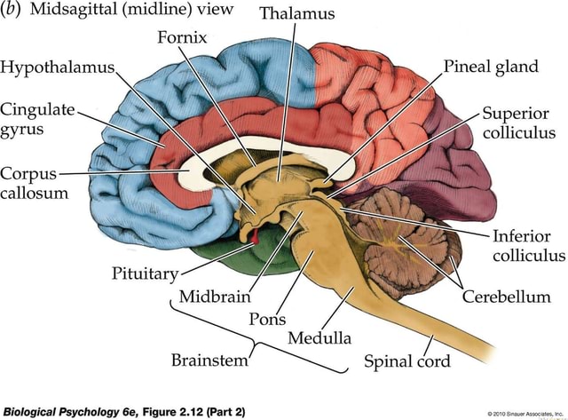 (b) Midsagittal (midline) view Thalamus Fornix colliculus Hypothalamus ...