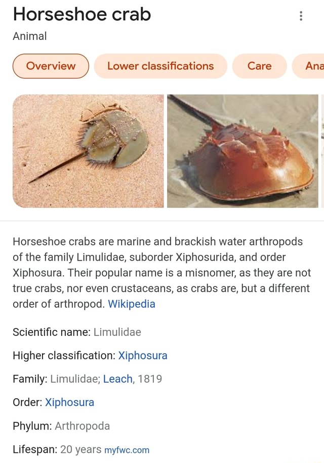 Horseshoe crab Animal Lower classifications Care Ana Horseshoe crabs