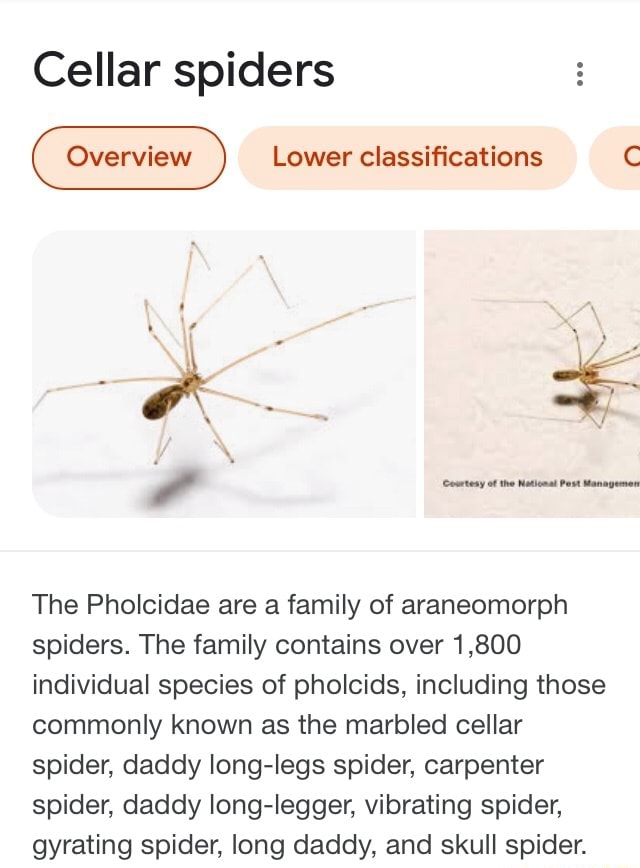 FAMILY PHOLCIDAE - Daddy long-leg Spiders