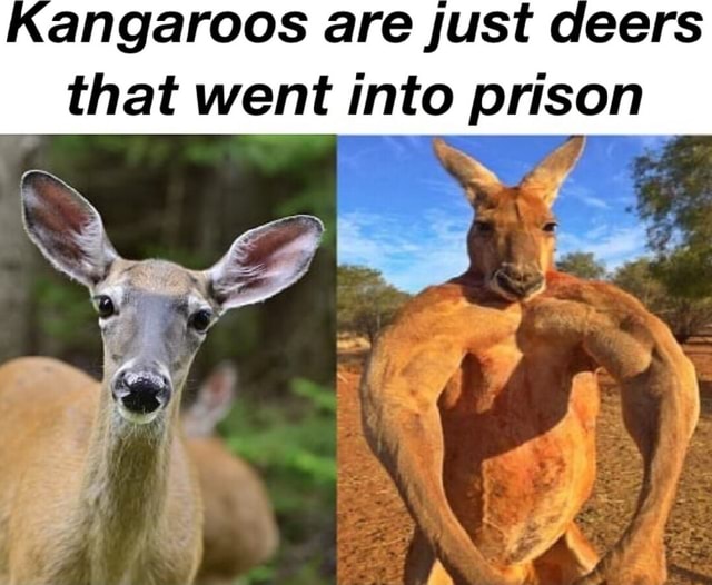 kangaroos-are-just-deers-that-went-into-prison-ifunny-brazil