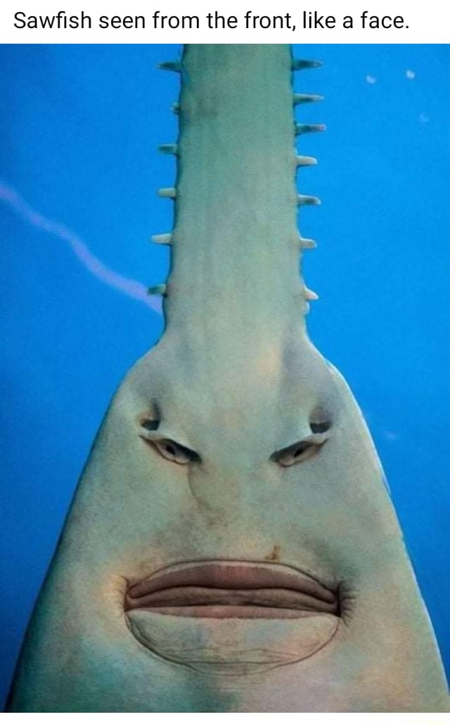 A face only a mother - Sawfish seen from the front, like a face