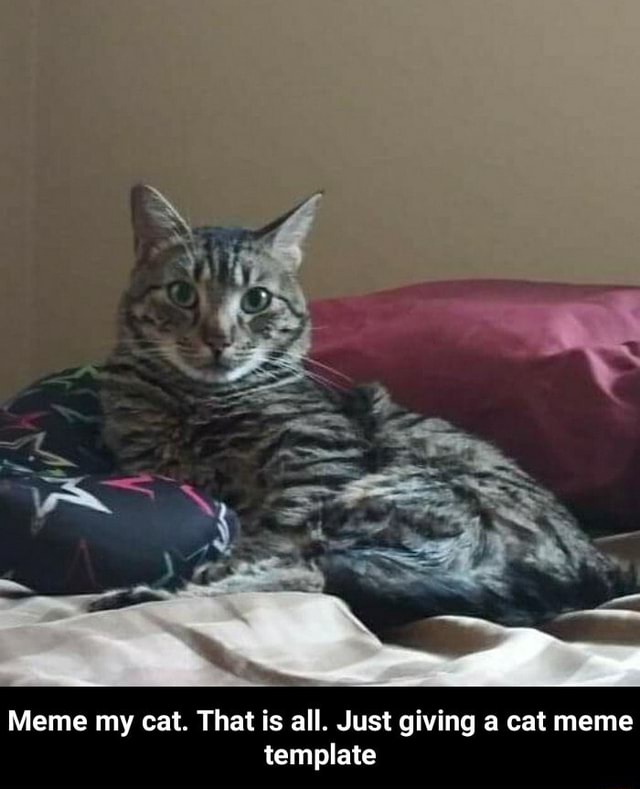 Nothin here, just a meme featuring my cat. : r/memes