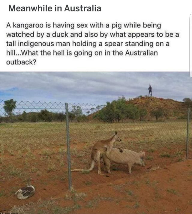 Кенгуру трахаются, зоо секс животных