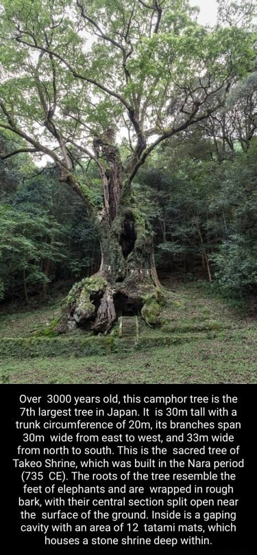 Over 3000 years old, this camphor tree is the largest tree in Japan. It ...