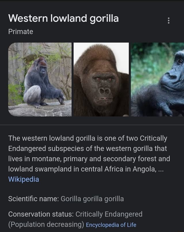 Western lowland gorilla Primate The western lowland gorilla is one of ...