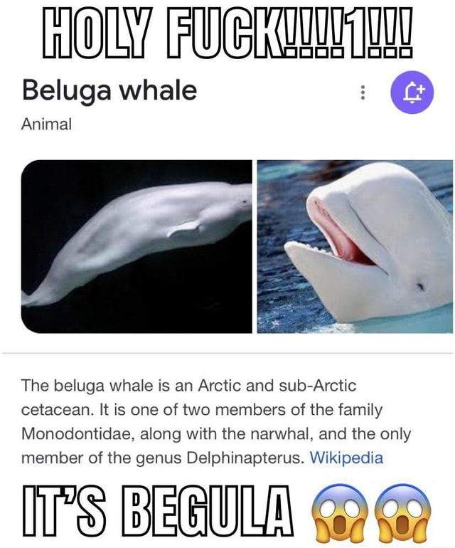 Beluga whale - Wikipedia