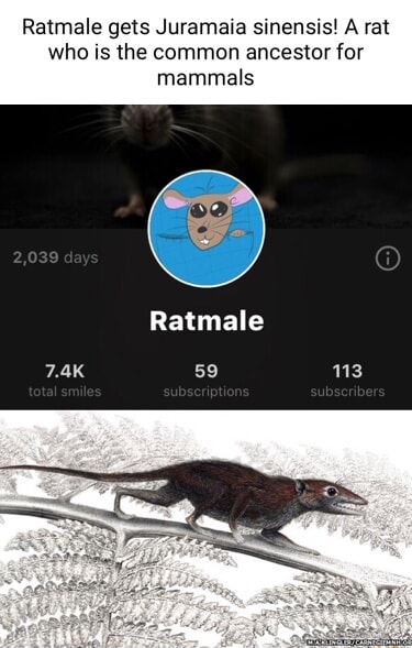 Ratmale gets Juramaia sinensis! A rat who is the common ancestor for ...