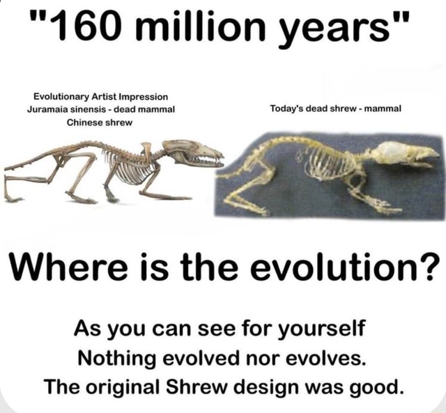 Shrew Evolution