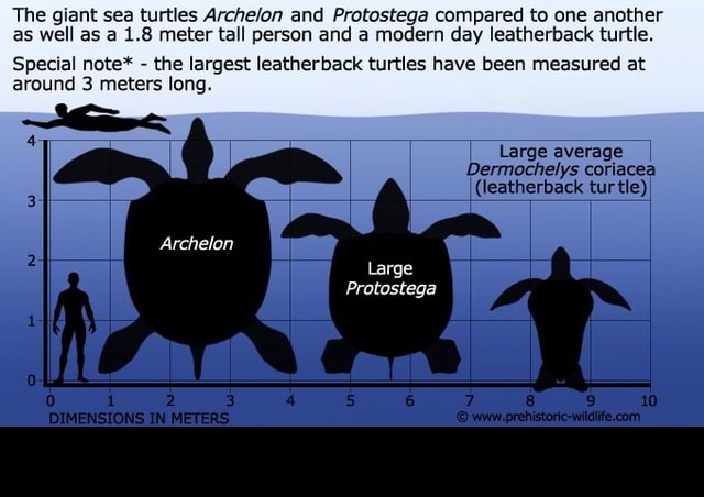 The giant sea turtles Archelon and Protostega compared to one another ...