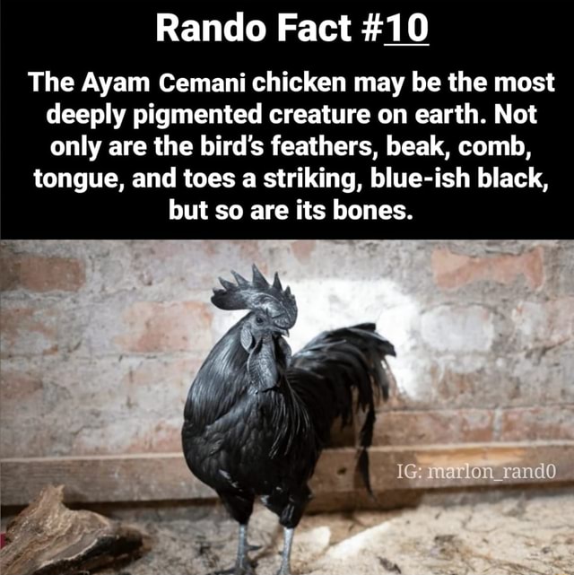 Ayam cemani facts you didn't know!