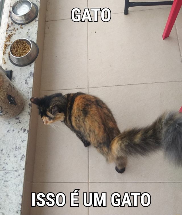 JOGO DO GATO - iFunny Brazil