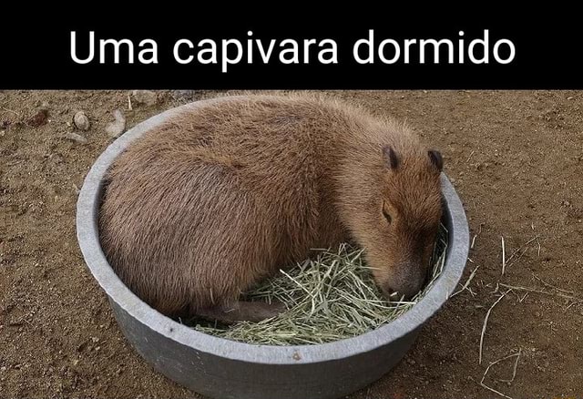 Uma capivara dormido - iFunny Brazil