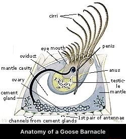 Anatomy of a Goose Barnacle - Anatomy of a Goose Barnacle - iFunny Brazil