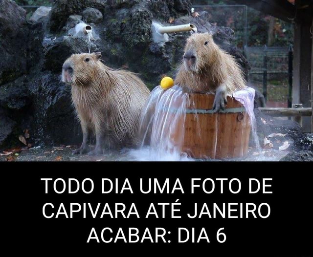 Uma capivara dormido - iFunny Brazil