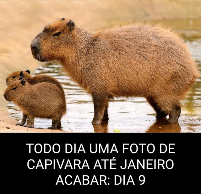 Com vocês, Clara, a capivara - iFunny Brazil