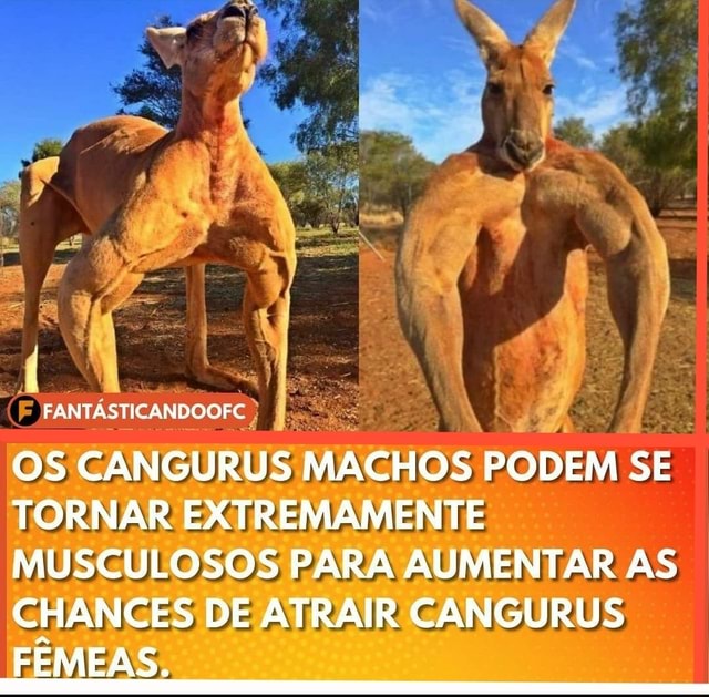 Os meme gamers. cangur de canguru vitaminado - iFunny Brazil