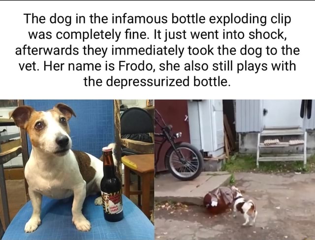 The dog in the infamous bottle exploding clip was completely fine. It ...