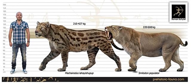 Machairodus Lahayishupup, a newly discovered sabertooth cat next to the ...