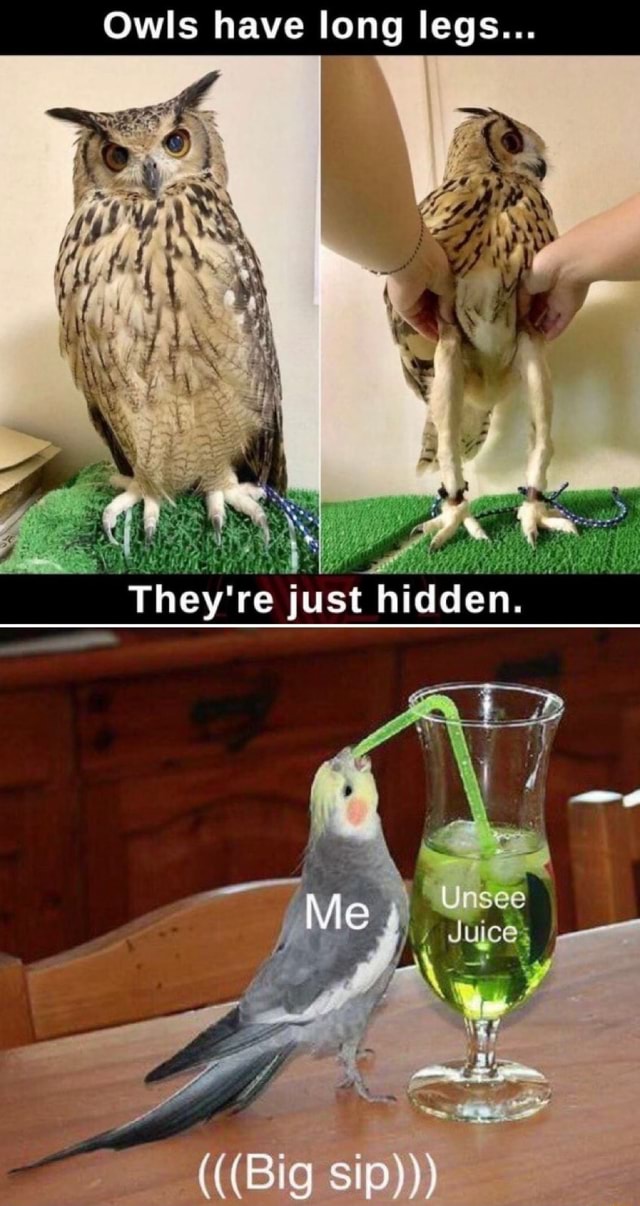 They know my secret I have long legs:[ - Sad Owl