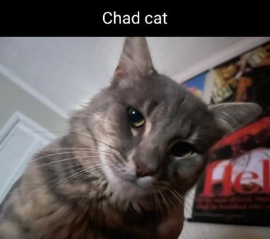 Chad cat - Roblox