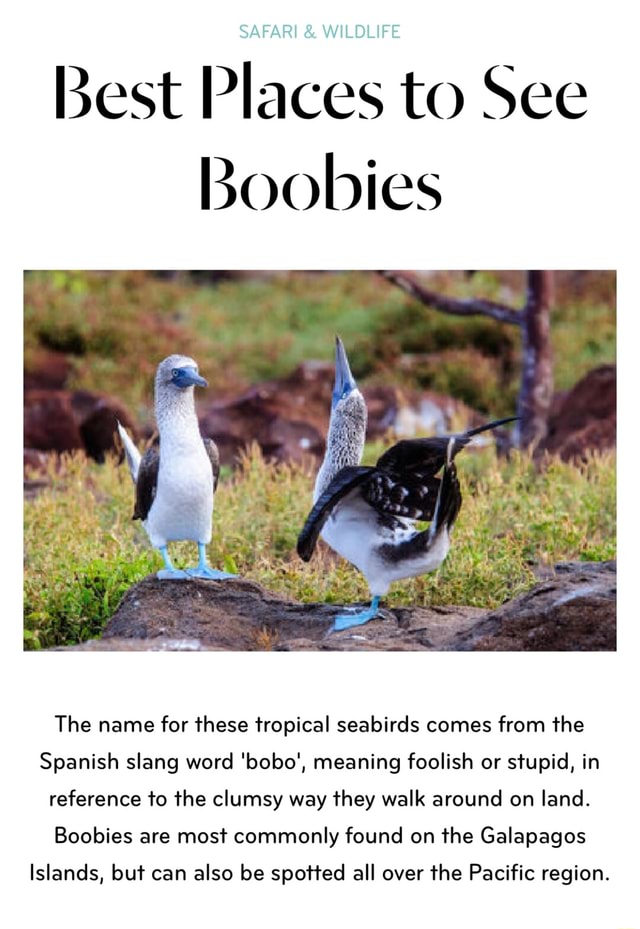VI & Best Places to See WILDLIFE Boobies The name for these tropical  seabirds comes from the Spanish slang word 'bobo', meaning foolish or  stupid, in reference to the clumsy way they walk around on land. Boobies  are most commonly found on the