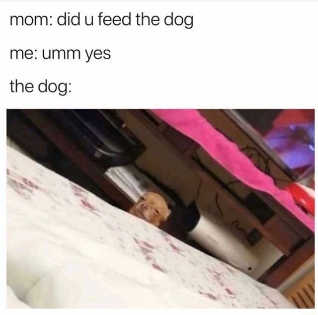 Mom: did you feed the dog? Me: umm yes The dog: - iFunny