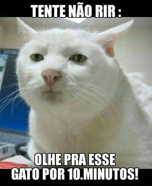 Gatos engraçados tente não rir! com esses vídeos de gatos #gatosengr