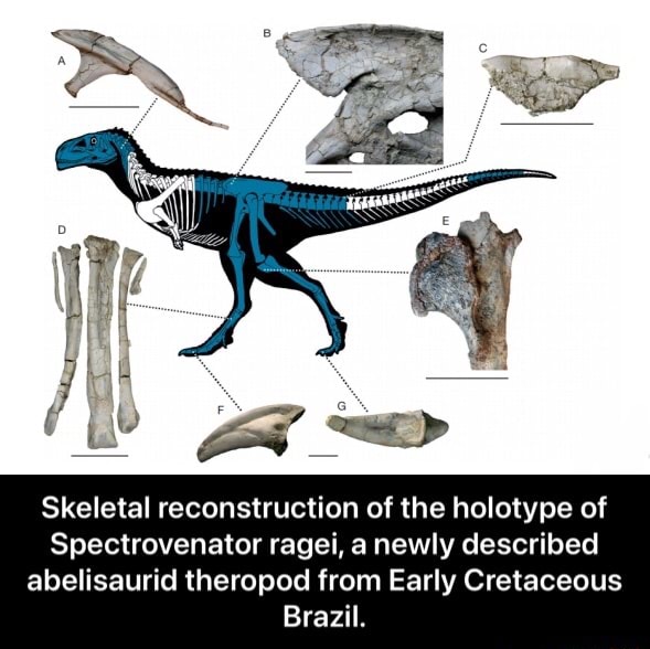 Skeletal reconstruction of the holotype of Spectrovenator ragei, a ...