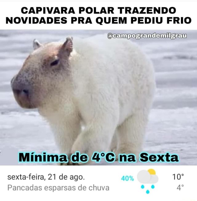 Capivara polar é vista hoje em Brasília! Frio meme