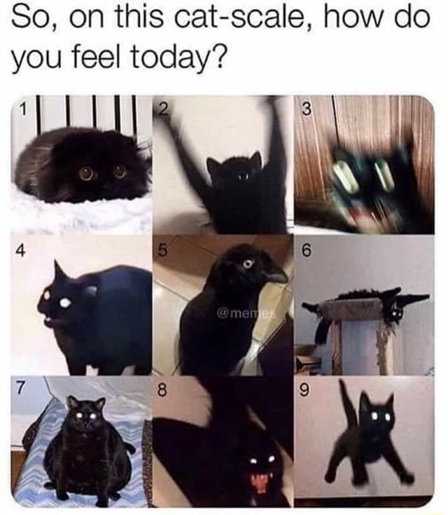 On a scale of cat, how are you doing today? - iFunny Brazil