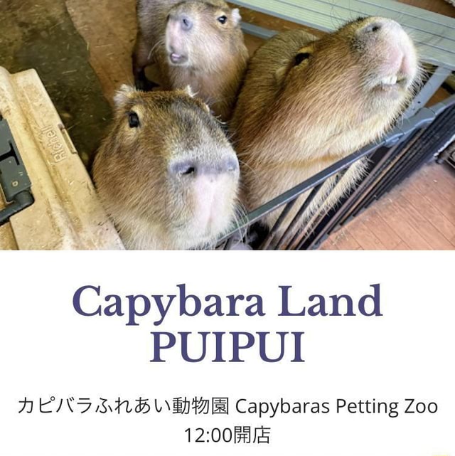 Capybara Land PUIPUI Capybaras Petting Zoo - iFunny Brazil