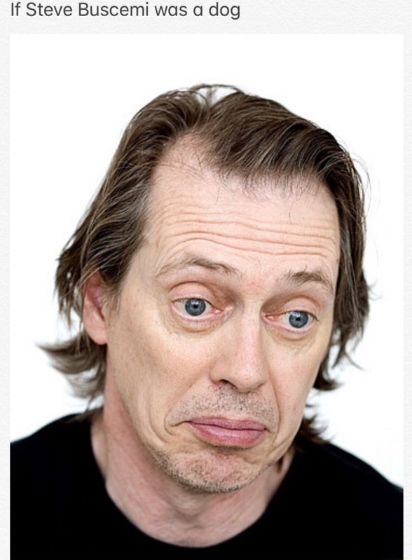 If Steve Buscemi was a dog iFunny Brazil