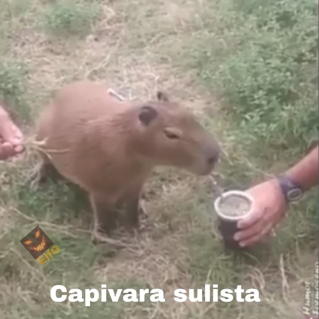 Com vocês, Clara, a capivara - iFunny Brazil