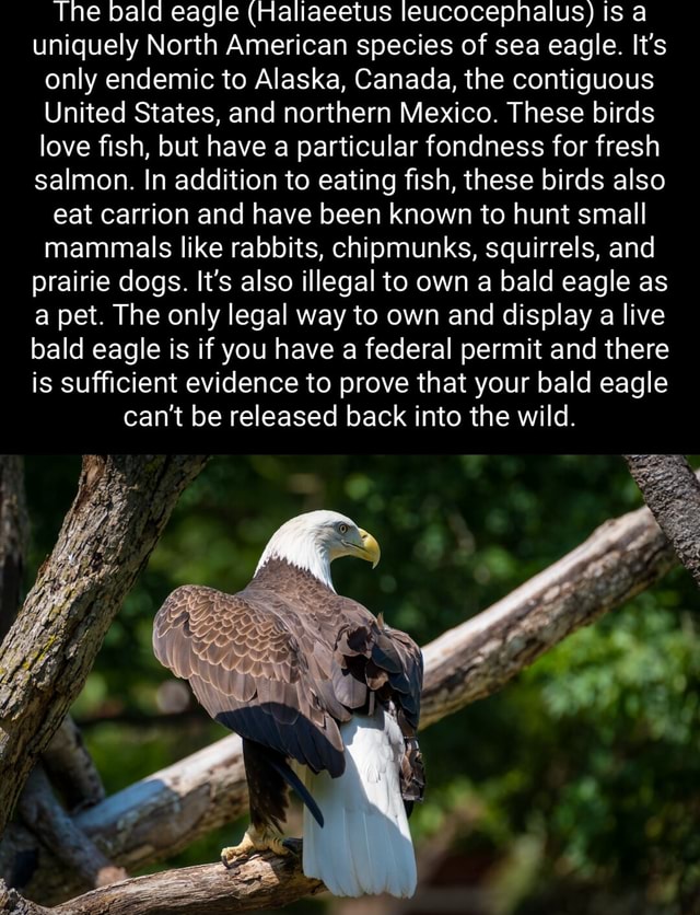 The bald eagle (Haliaeetus leucocepnalus) Is a uniquely North American