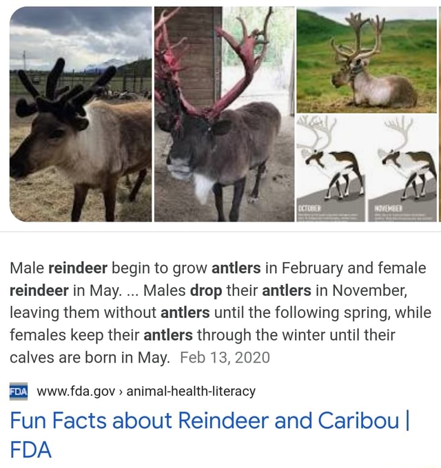 Male reindeer begin to grow antlers in February and female