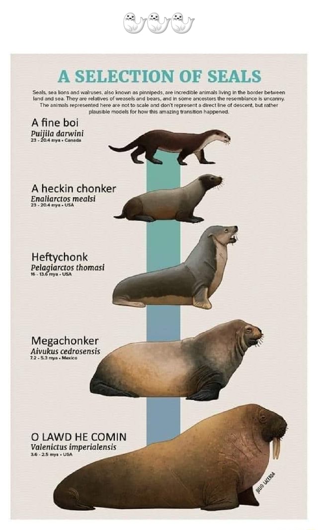 SELECTION OF SEALS Seals, sea lions and walruses, also known as