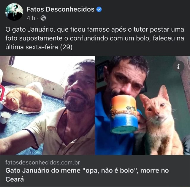 Gato Januário, famoso pelo meme 'opa não é bolo', morre no Ceará