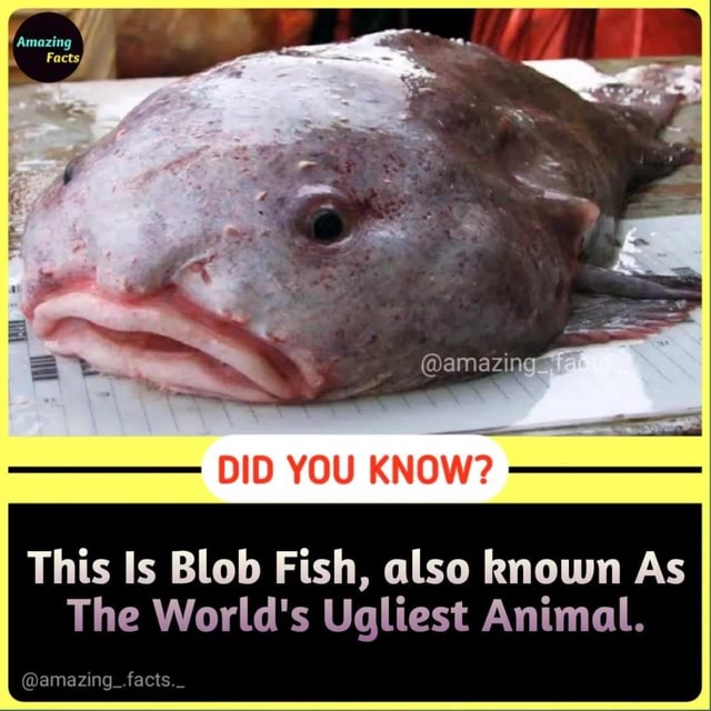 Blobfish in their Blobfish decompressed natural environment: on land and  also dead: - iFunny Brazil