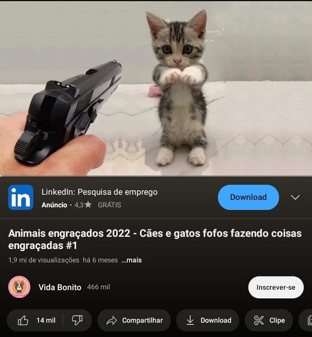 Os Gatos Mais Engraçados 2022